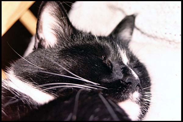 cats-01