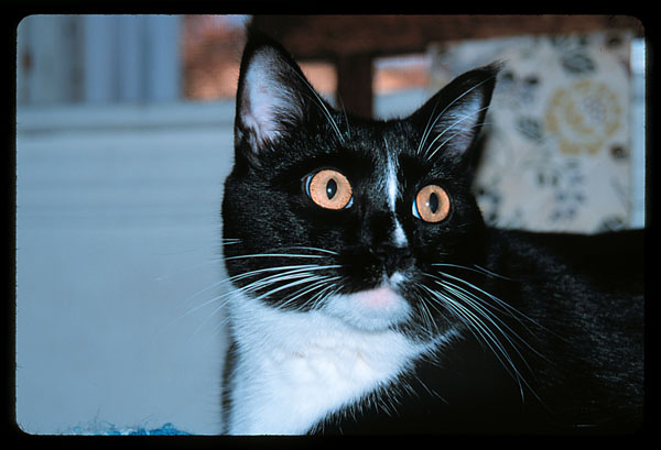 cats-03