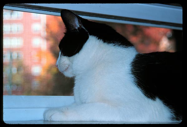 cats-04