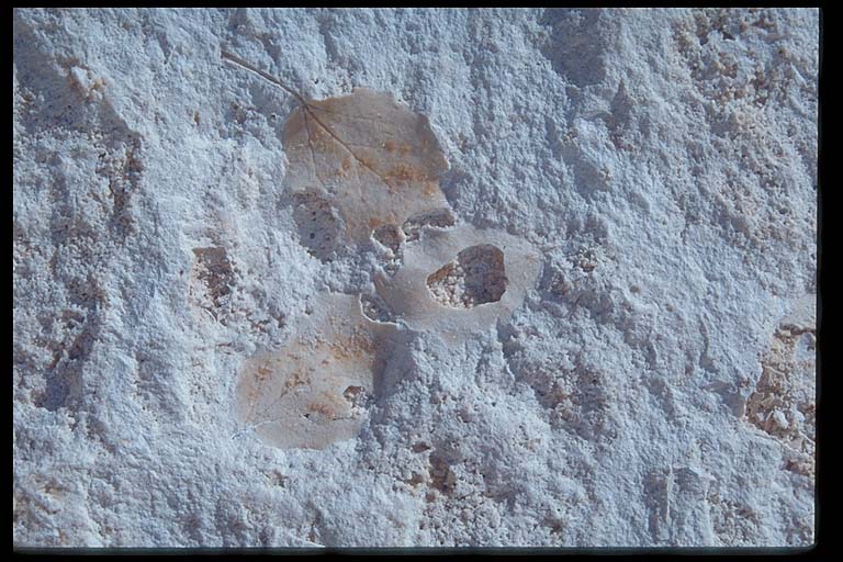 Detail,travertine wall  