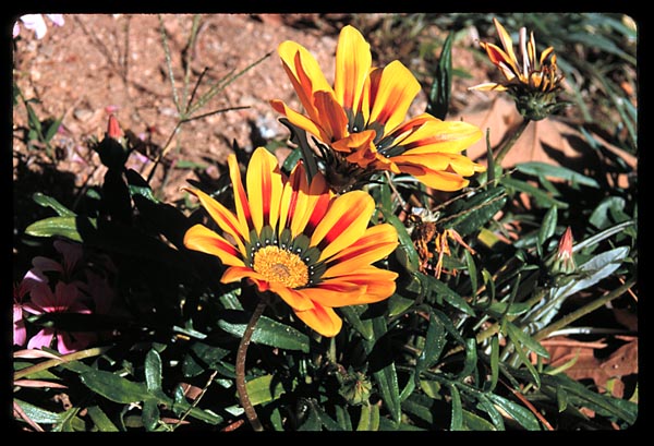 African Daisies, Santa Clarita