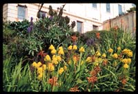 Hillside with Flowers and Cellhouse, Alcatraz