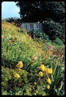 Hillside with Flowers and Greenhouse, Alcatraz