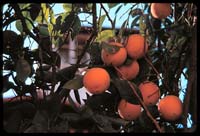 Oranges at the Mission Inn, Riverside