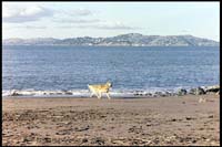 Happt dog playing at the beach