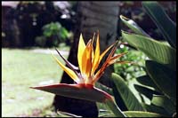 Bird of Paradise, Kihei