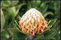 Protea, Kula Lodge