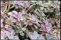 Succulents, Kula Lodge