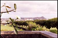 View of a flower and Diamondhead from the Punchbowl