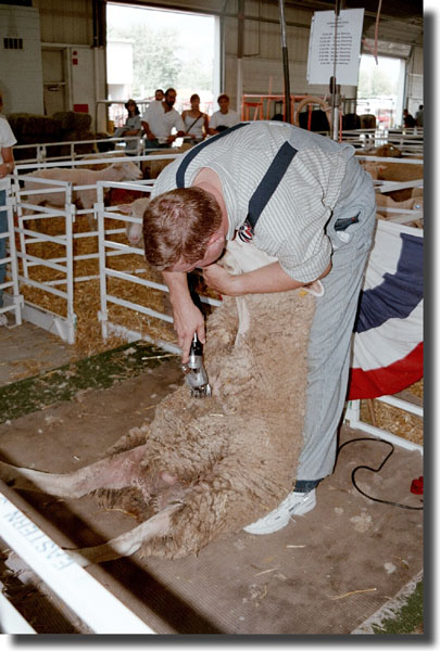 the sheep shearing