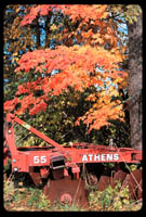 Foliage at Honey-Pot Hill Orchards, Stow