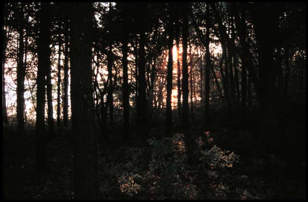 Trees at Lamoine State Park