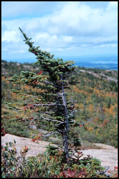 View from Cadillac Mountain