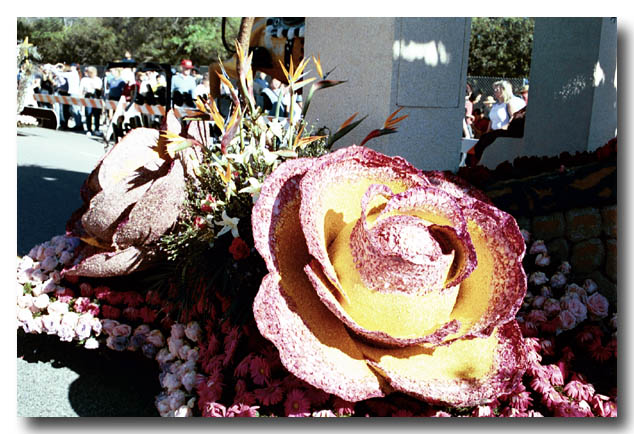 roseparade-10