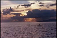 Sunset cruise