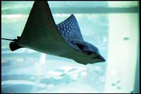 Aquarium, Waikiki