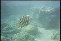 Hanauma Bay, snorkeling