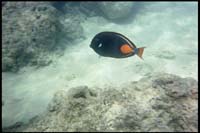 Hanauma Bay, snorkeling