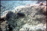 Hanauma Bay, snorkeling