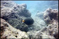 Hanauma Bay, snorkeling