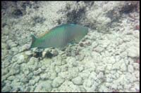 Hanauma Bay, snorkeling