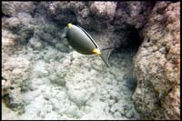 Hanauma Bay, snorkeling