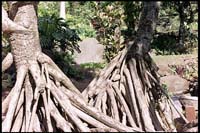 Iao Valley