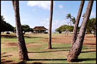 Kihei, Palm Trees