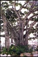 Tree at the Moana